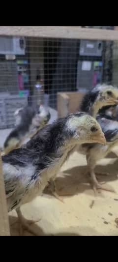 PURE BLACK GERMAN O SHAMO CHICKS