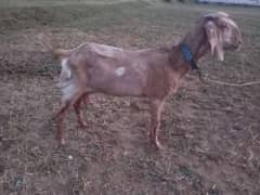 bakri