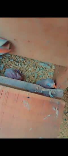 blue pastel ino pair