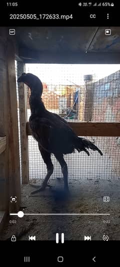 Pure dragon male   available 03126612828