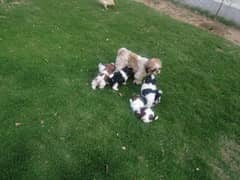Shih Tzu pups