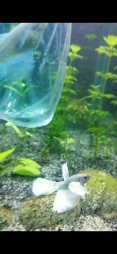 aquarium fish betta male