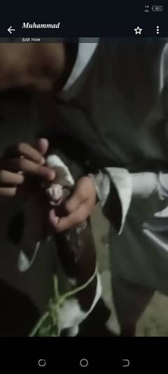 Bakra Khassi 2 Dant