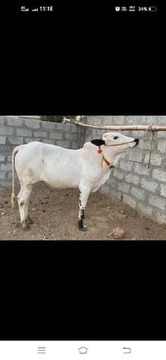 2 dant for qurbani 03/24/414/183/0