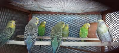 astron  bord