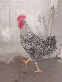 Plymouth rock male 4.5 month fancy breed