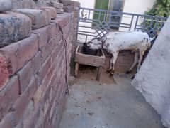 Kasi Bakra for qurbani