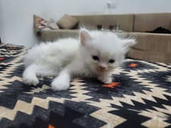 Persian kittens
