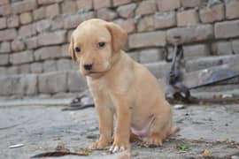 Labrador Puppy pair or single only 1 month age healthy