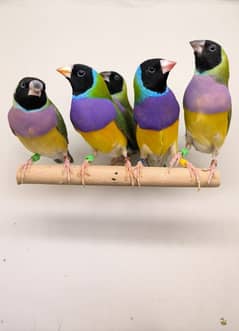 LADY GOULDIAN GOLDIAN FINCH PAIR