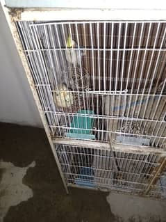 Australian parrot for sale pair
