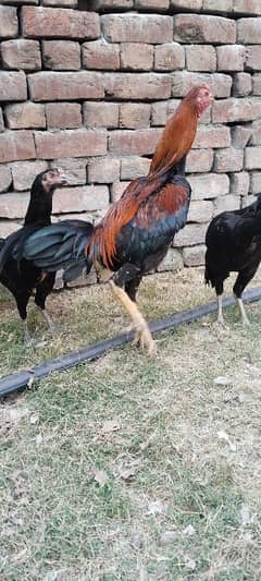 20 days burma chicks available