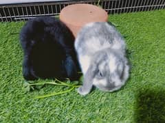 Holland lop rabbit baby pair so beautiful healthy active cute pair