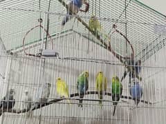 Australian parrot + cage