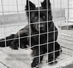 Full Black Male is available for stud no white or grey hairs. Dark Eyes