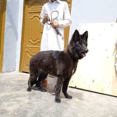 breeder