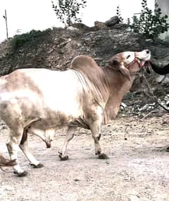 Bachra,