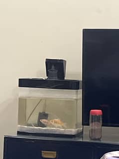 Fish