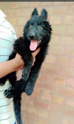 german shepherd female
