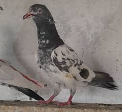 pigeon