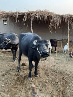 2.5 sy 3 saal umer hai