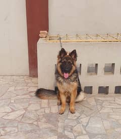 German shepherd, Age 11 months, Vaccinated