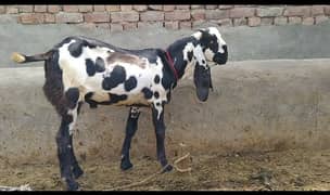 top class amratsari breeder quality bacha