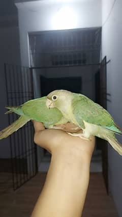 cinnamon Fully Tamed Chicks