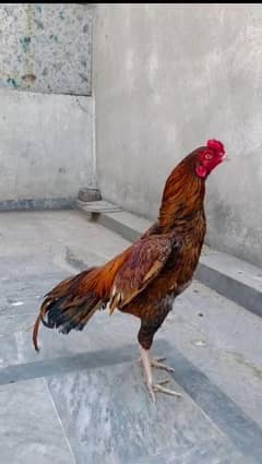 High Quality peela for sale
