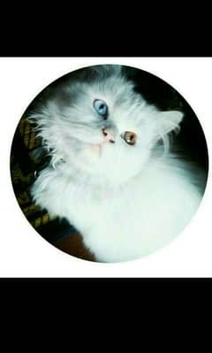 Persian