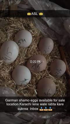 Garman oh shamo chicks and eggs