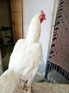 Heera