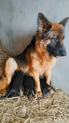 German Shepherd Pupies Male / Female