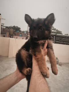 German shepherd | GSD puppies | security dogs | puppys