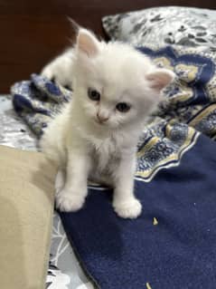 Persian kittens for sale