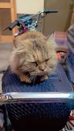 cat female