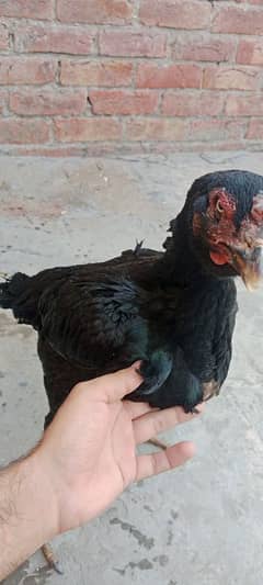 black nawab