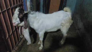 Gulabi ablak 2 dant Qurbani & breeding