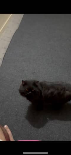 Persian