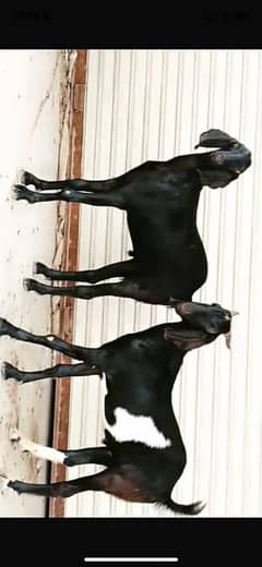 2 danth Blade khasi bakre