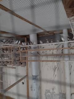 grey jawa near to breed 30 pairs for sell in karachi