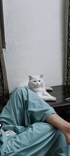 Cat's for Sale