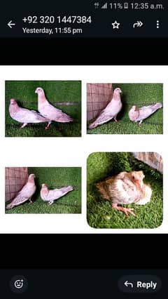 fancy and flying pigeon . . . 1000 per pic