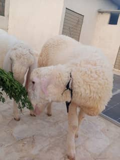 gulabi dumba jori for qurbani