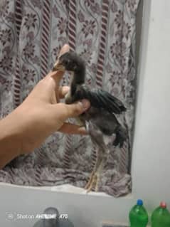 3 week age pure tahi chuzee number 03414114442