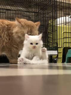 White Kitten Female
