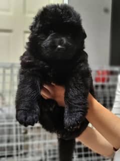 German shepherd puppies