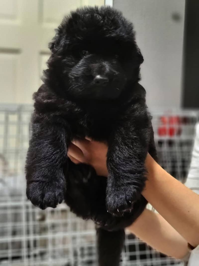 German shepherd puppies 0