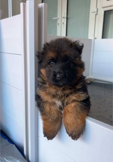 German shepherd puppies 2