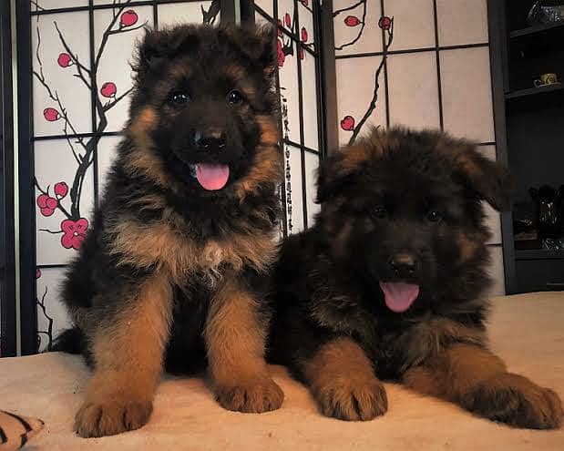 German shepherd puppies 3